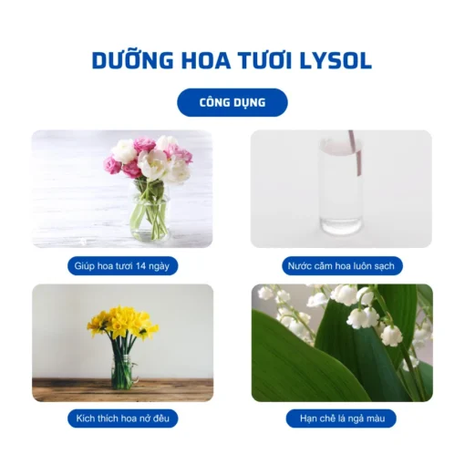 hình ảnh dưỡng hoa lysol