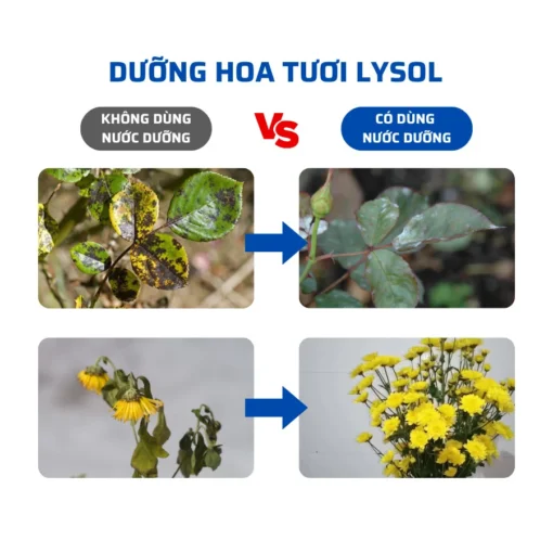 hình ảnh dưỡng hoa lysol