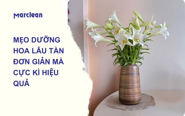 DƯỠNG HOA LÂU TÀN